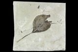 Fossil Poplar (Populus) And Mimosites Leaf - Green River Formation #109606-1